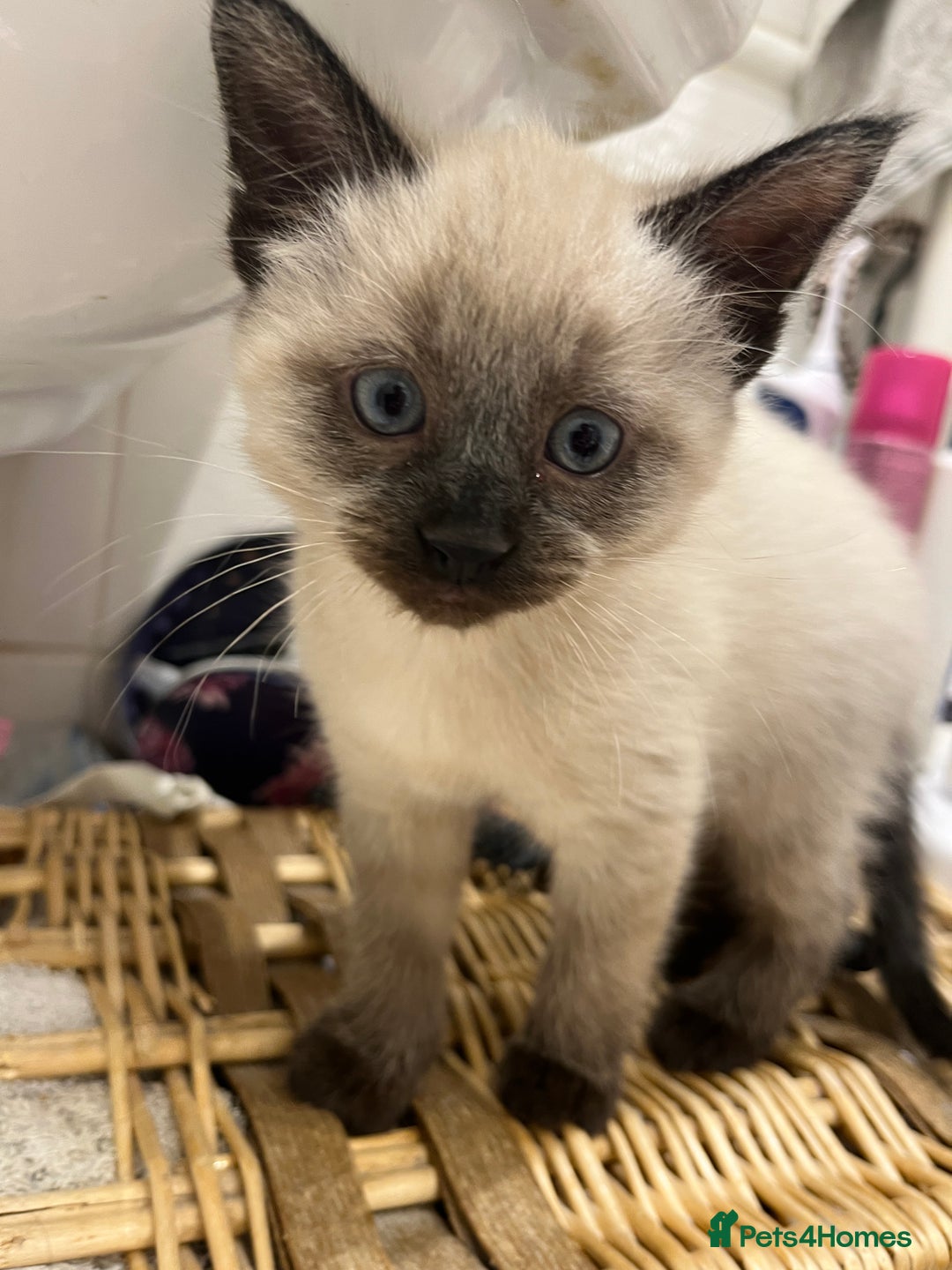 Ragamese cats for sale: Handsome little 8 week old boy. - Advert 1