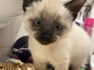 Ragamese cats Handsome little 8 week old boy. - Advert 8