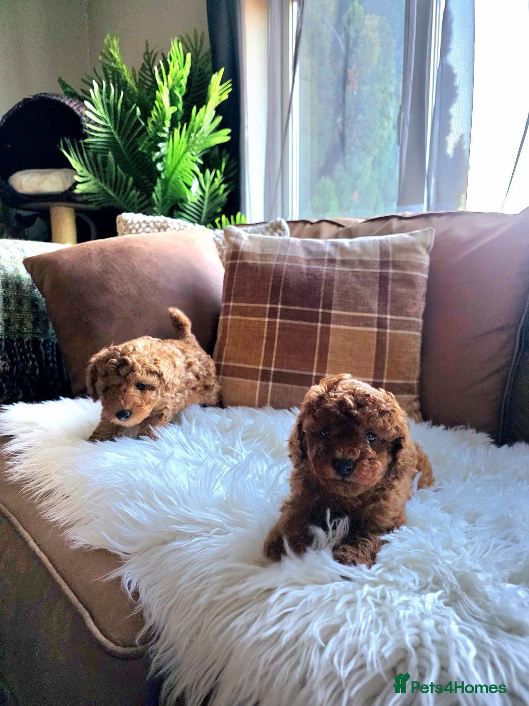 Toy Poodle dogs for sale: TINY RED KC PEDIGREE TOY POODLE PUPPIES - Advert 8