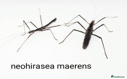 Stick Insects invertebrates for sale: Stick and leaf insect eggs - Image 5