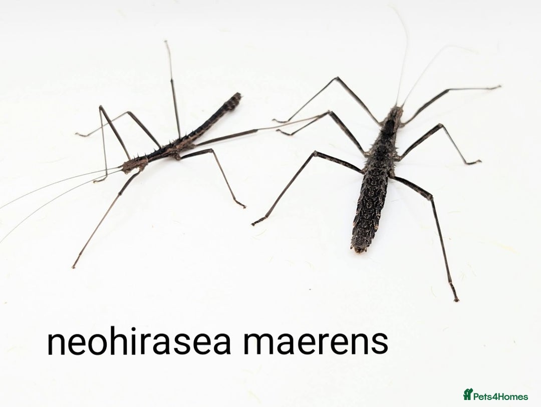 Stick Insects invertebrates for sale: Stick and leaf insect eggs - Image 5