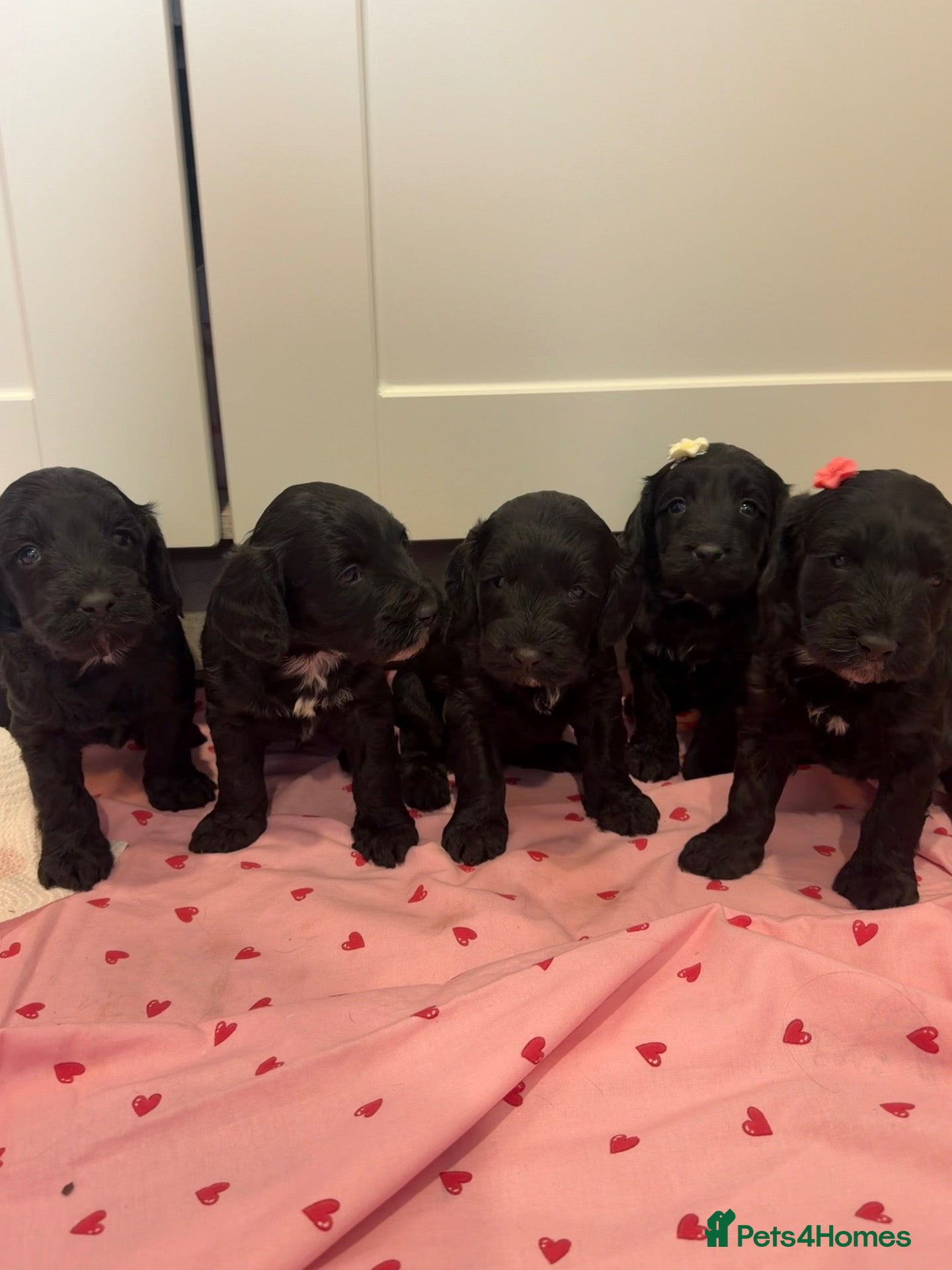 Cockapoo dogs for sale: Beautiful f1 cockerpoo puppies for sale  - Advert 1