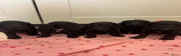 Cockapoo dogs for sale: Beautiful f1 cockerpoo puppies for sale  in Maidenhead - Advert 5