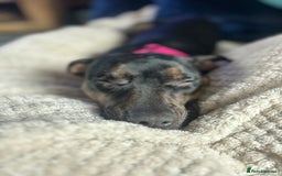 Mixed Breed dogs for sale: Callie- Staffy Mix  - Image 2