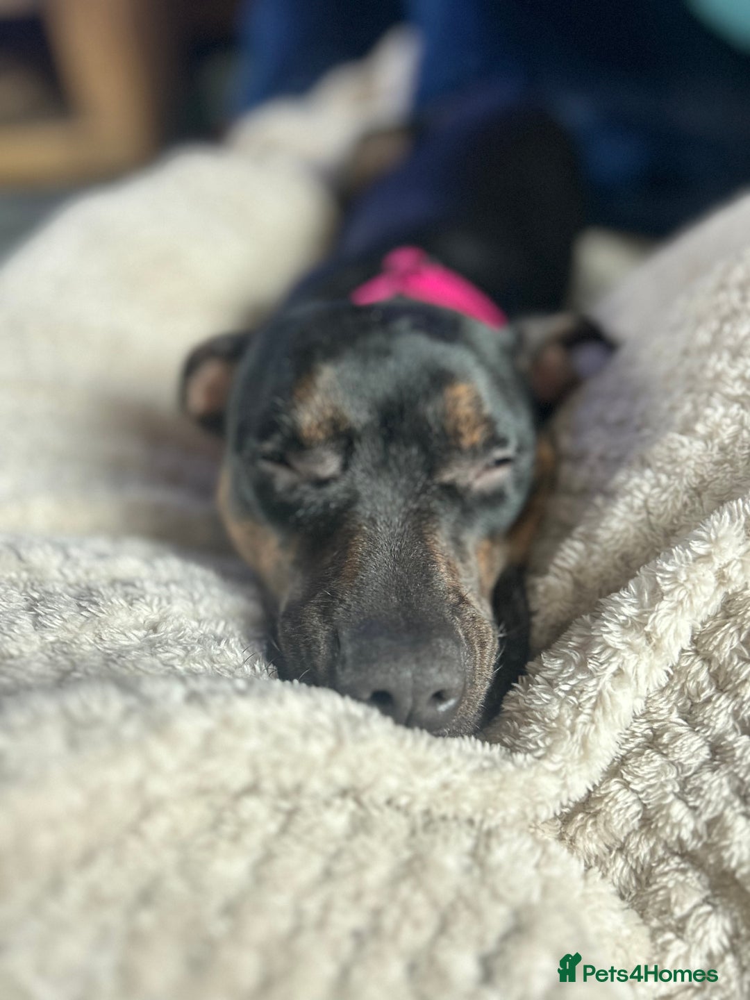 Mixed Breed dogs for sale: Callie- Staffy Mix  - Image 2