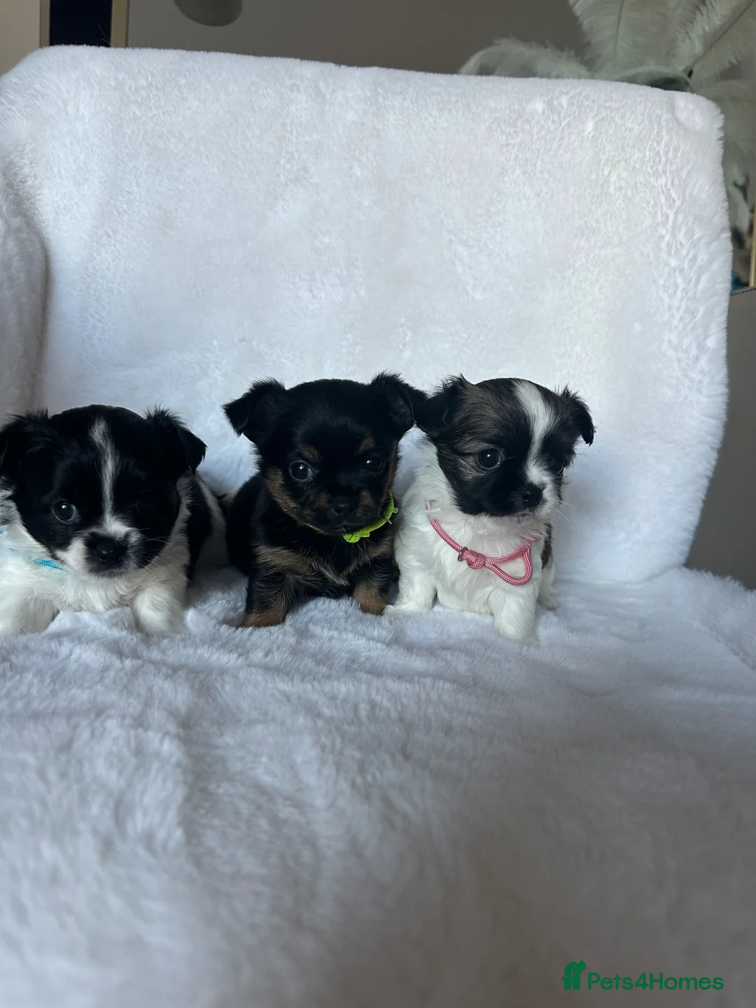 Mixed Breed dogs for sale: Jack Russell mixed Chihuahua - Advert 2