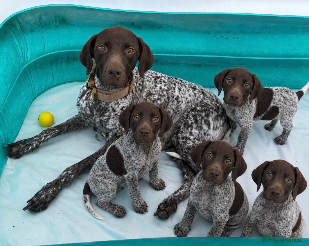 German Shorthaired Pointer dogs Exceptional KC German Shorthair Puppies  - Advert 2