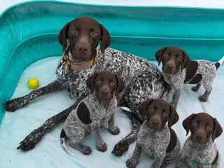 German Shorthaired Pointer dogs Exceptional KC German Shorthair Puppies - Advert 1