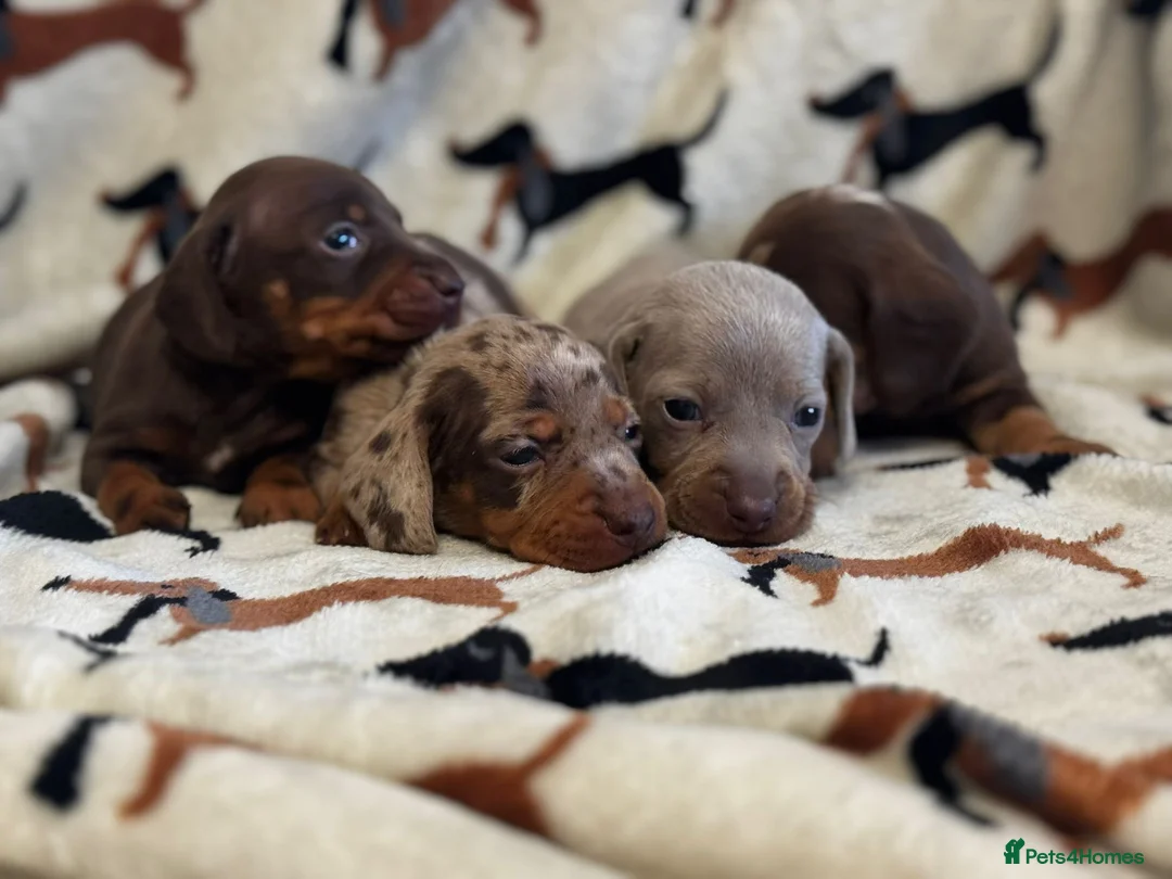Miniature Dachshund dogs for sale: Miniature dachshund puppies  - Advert 2