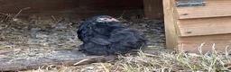 Chickens poultry for sale: French Moran/pekin bantam  - Advert 12