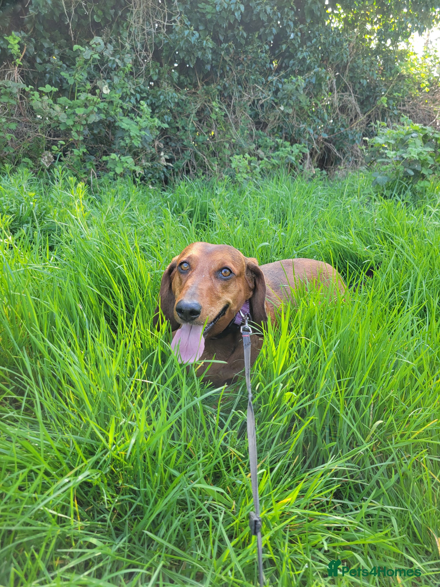 Dachshund dogs HOME NEEDED FOR MY FEMALE STANDARD DACHSHUND! - Advert 14