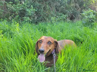 Dachshund dogs HOME NEEDED FOR MY FEMALE STANDARD DACHSHUND! - Advert 14