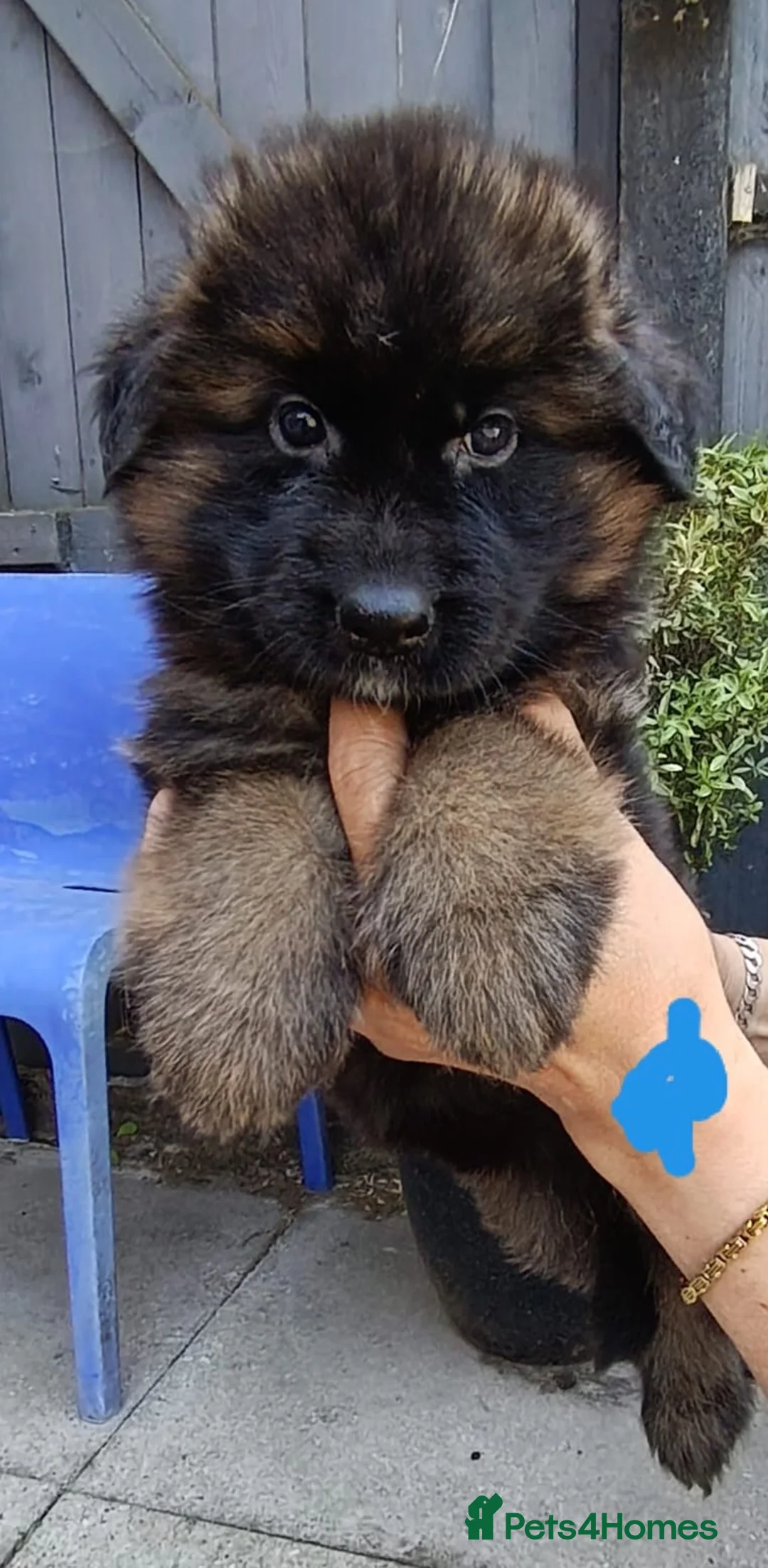 German Shepherd dogs for sale: PUPPIES FOR SALE - Advert 2