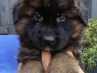 German Shepherd dogs PUPPIES FOR SALE - Advert 8