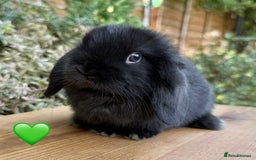 Mini Lop rabbits for sale: Beautiful friendly Mini lops babies x 2 - Image 6