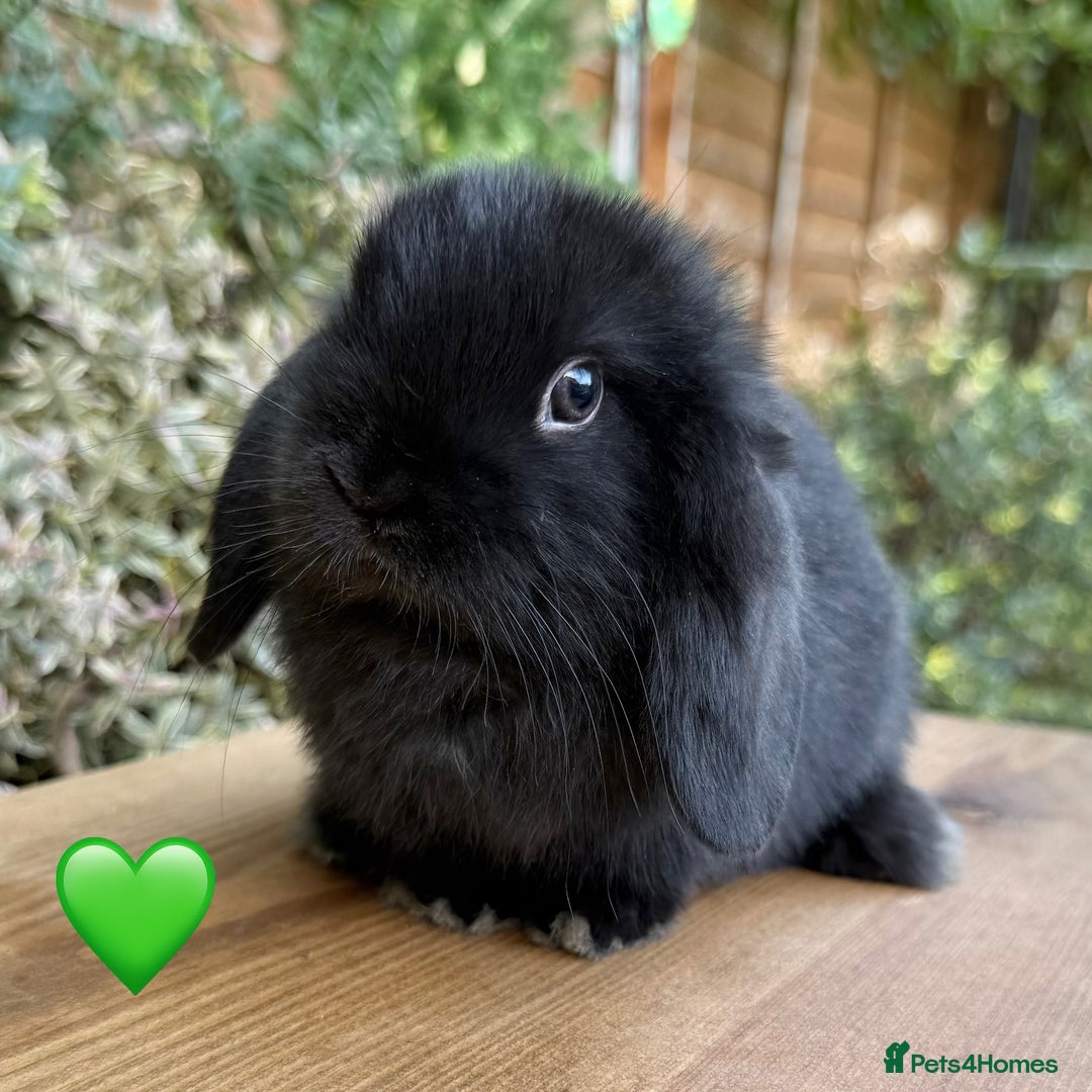 Mini Lop rabbits for sale: Beautiful friendly Mini lops babies x 2 - Image 6