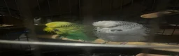 Budgerigars birds for sale: Male and female  in Blyth - Advert 2