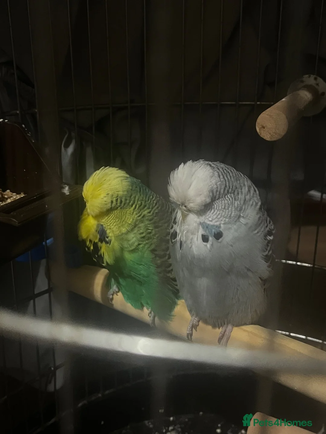 Budgerigars birds for sale: Male and female  in Blyth - Advert 2