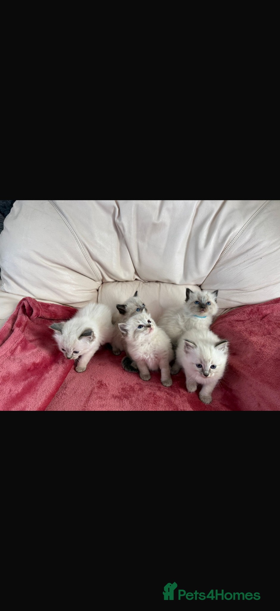 Ragdoll cats Stunning litter of ragdoll kittens  - Advert 1