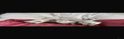 Ragdoll cats for sale: Stunning litter of ragdoll kittens  - Advert 1