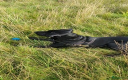 Mixed Breed dogs for sale: 9 month old black lab x staffy mix - Image 4