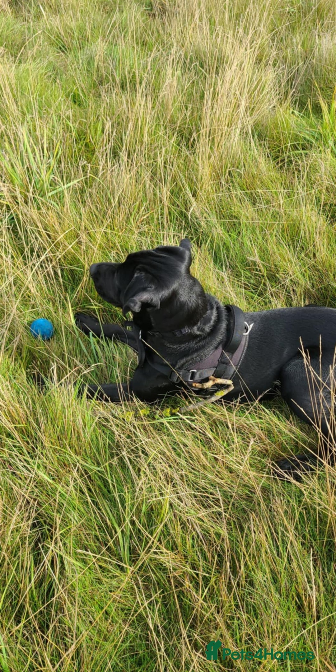 Mixed Breed dogs for sale: 9 month old black lab x staffy mix - Image 4