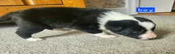 Border Collie dogs for sale: 🔥Unique tri border collie pups 🔥 - Advert 15