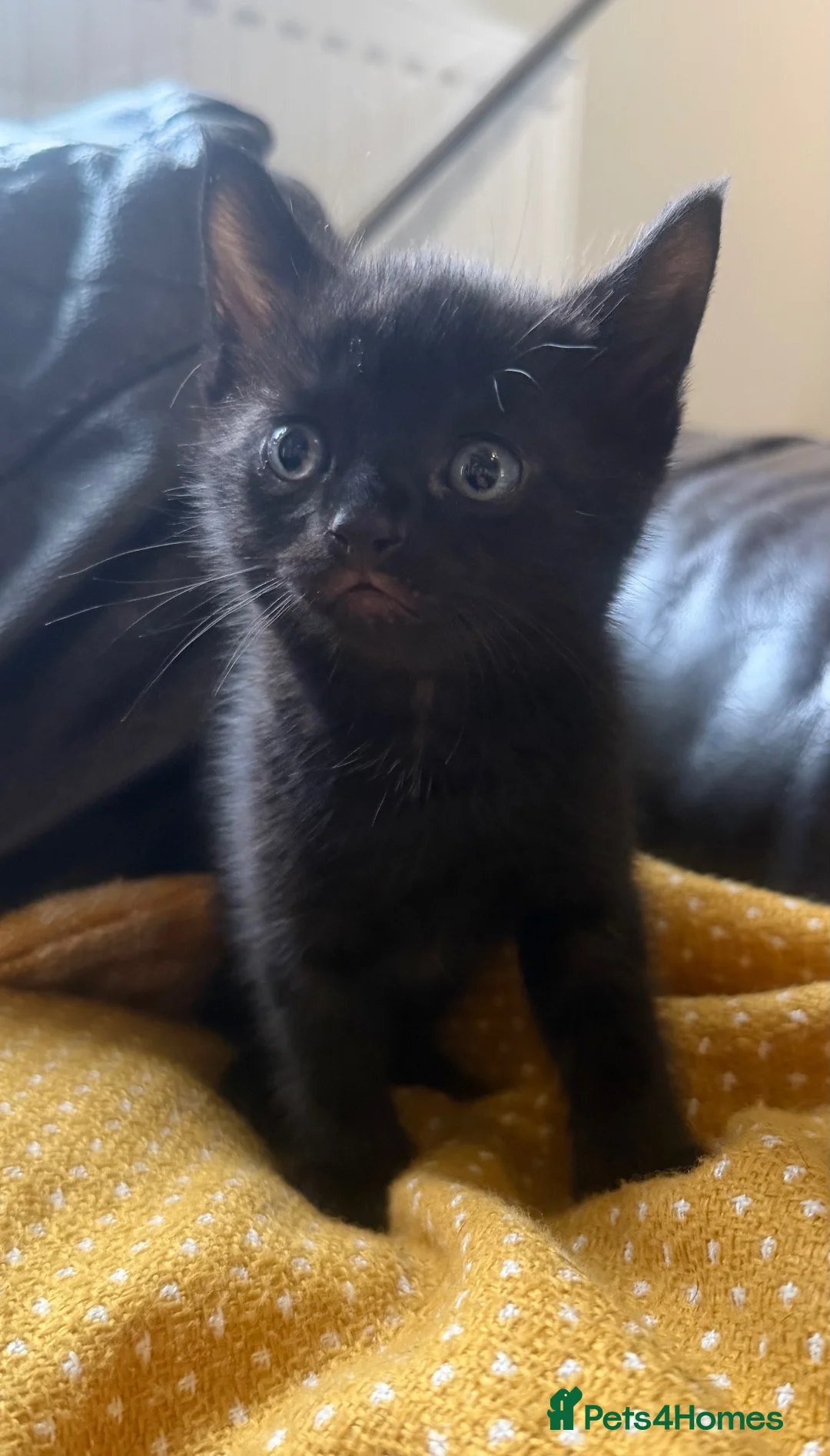 Mixed Breed cats for sale: Beautiful Kittens - Advert 2