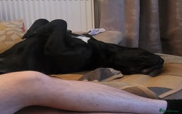Cane Corso dogs for sale: 23 month Cane Corso - Image 1