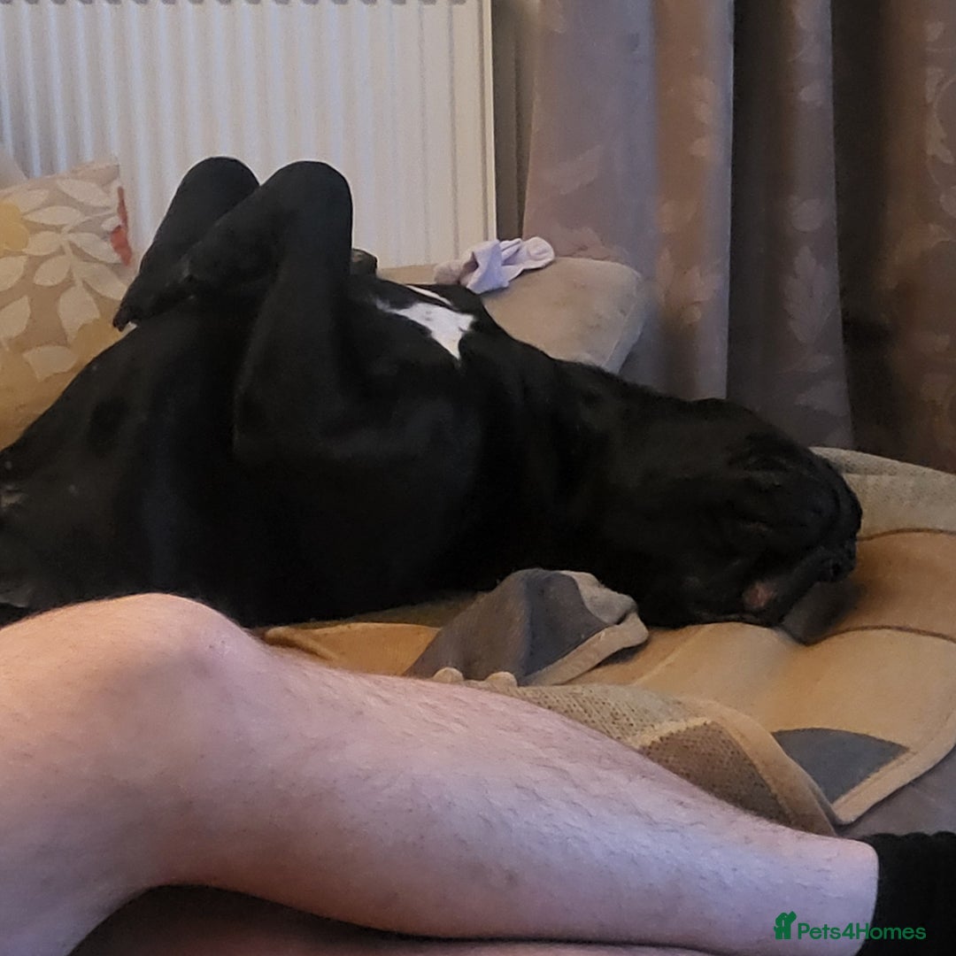 Cane Corso dogs for sale: 23 month Cane Corso - Image 1