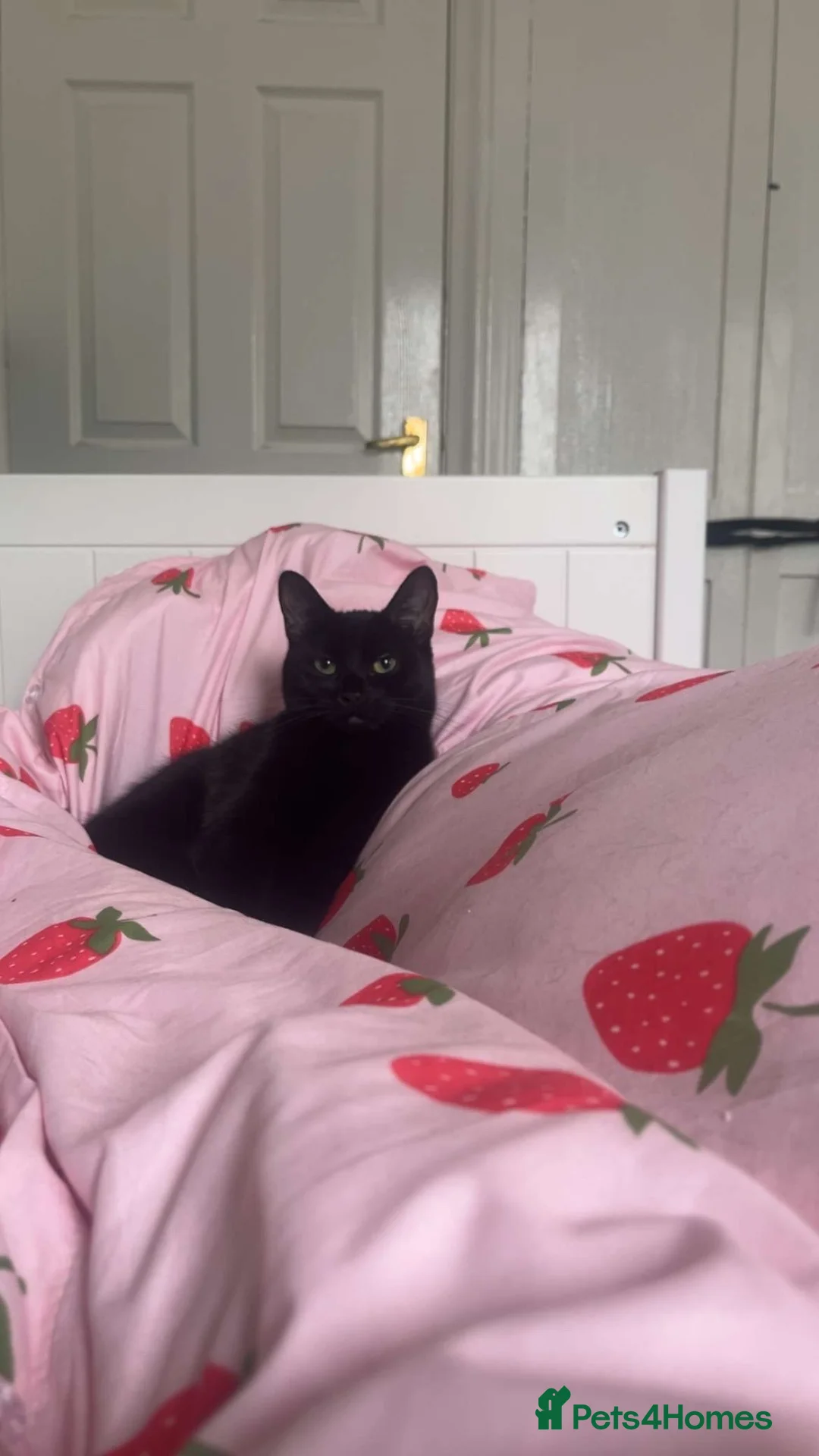 Domestic Shorthair cats for sale: 1 year old cat ready for a new home ❤️ in Newcastle upon Tyne - Advert 4