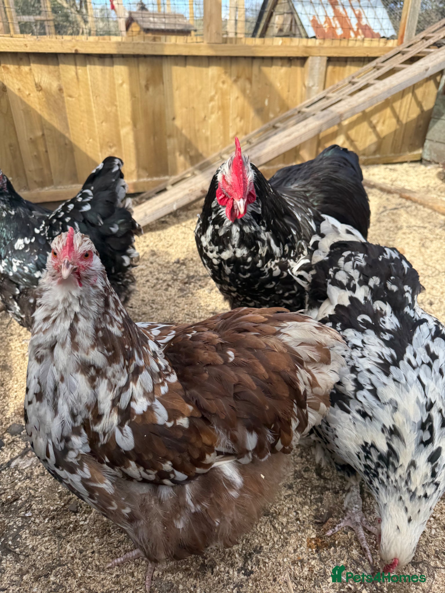 Chickens poultry TRIO Mottled Orpington’s  - Advert 1