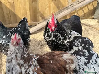 Chickens poultry TRIO Mottled Orpington’s - Advert 3