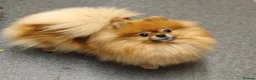 Pomeranian dogs for sale: Ready to go Luxury Pomeranian  - Advert 14