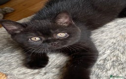 British Shorthair cats for sale: Black British Shorthair male  - Image 7