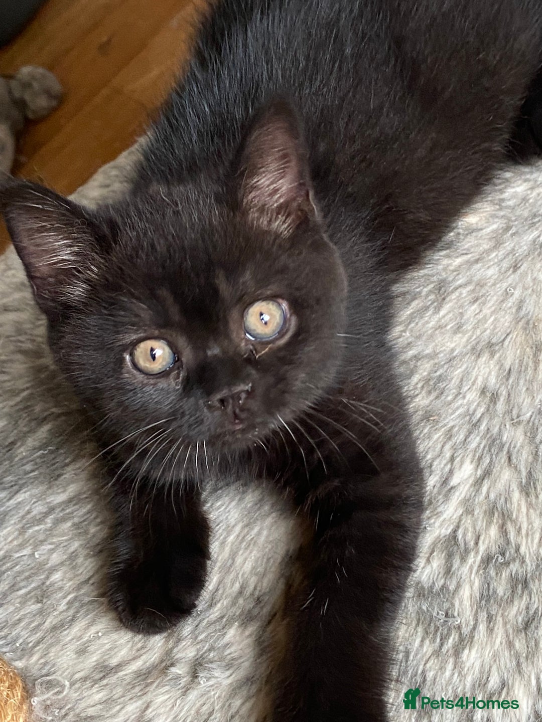 British Shorthair cats for sale: Black British Shorthair male  - Image 7