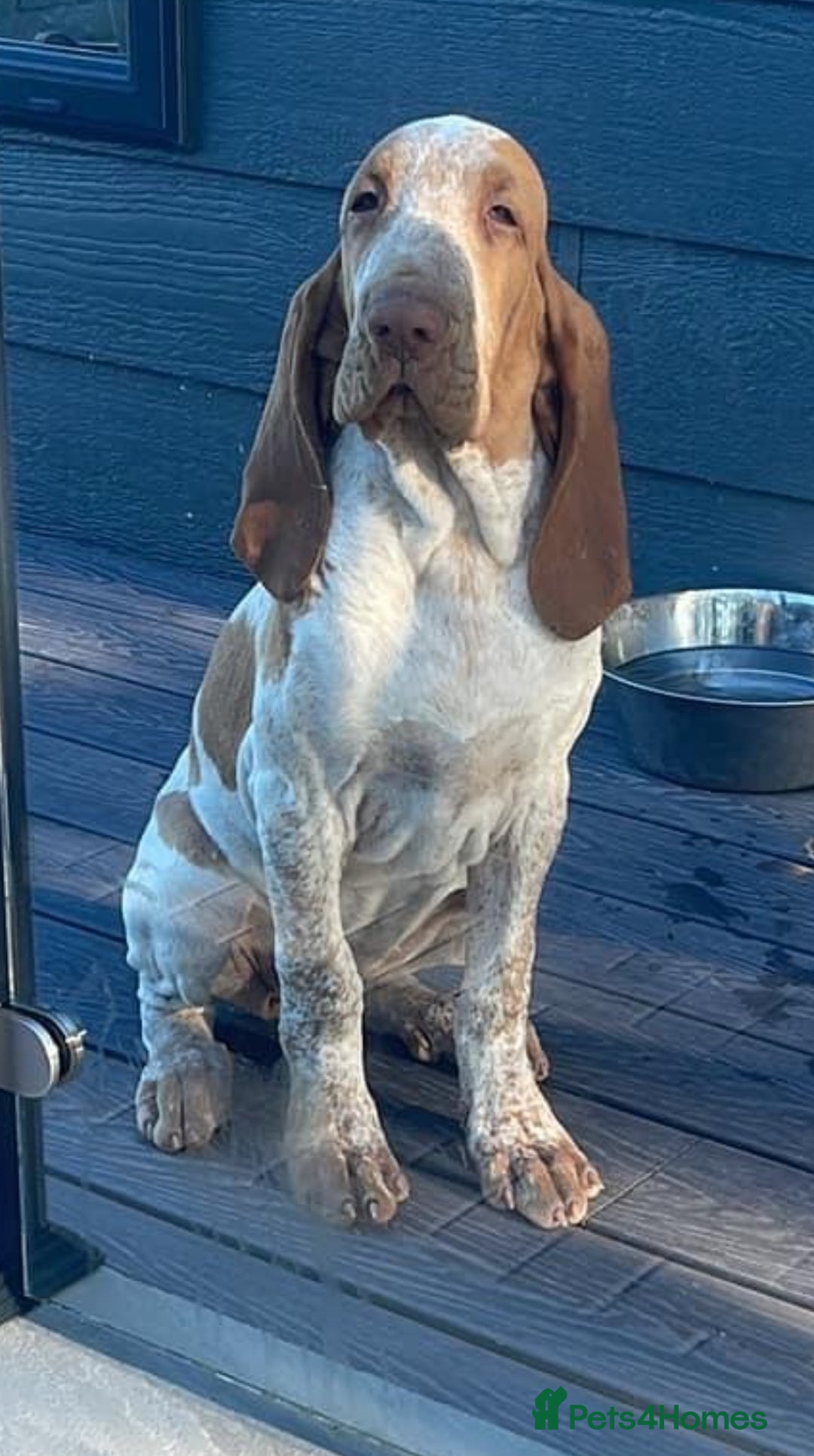 Bracco Italiano dogs for sale: KC TOP QUALITY BRACCO PUP AVAILABLE  - Advert 34