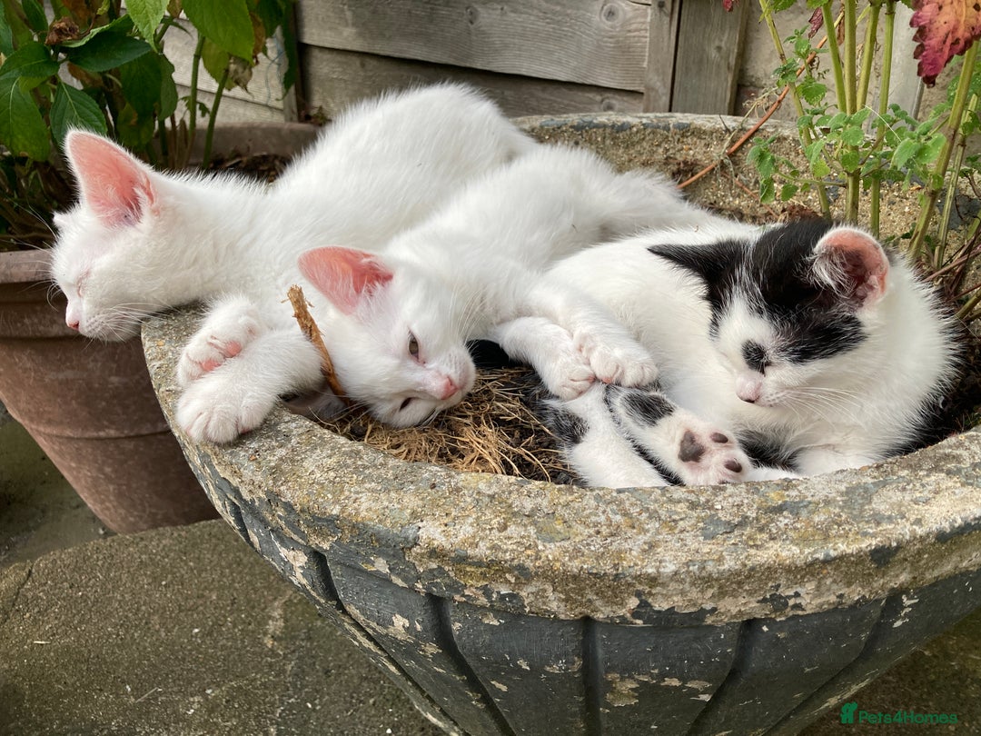 Turkish Van cats for sale: Gorgeous & Loving Turkish Van Kittens - Image 36