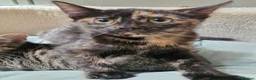 Mixed Breed cats for sale: Playful Kittens - Advert 16