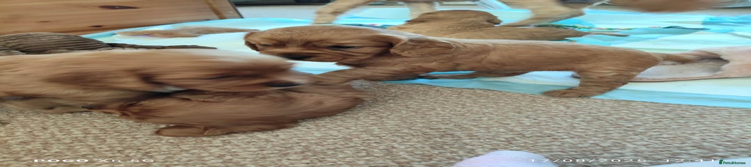Cavapoo Puppy 2