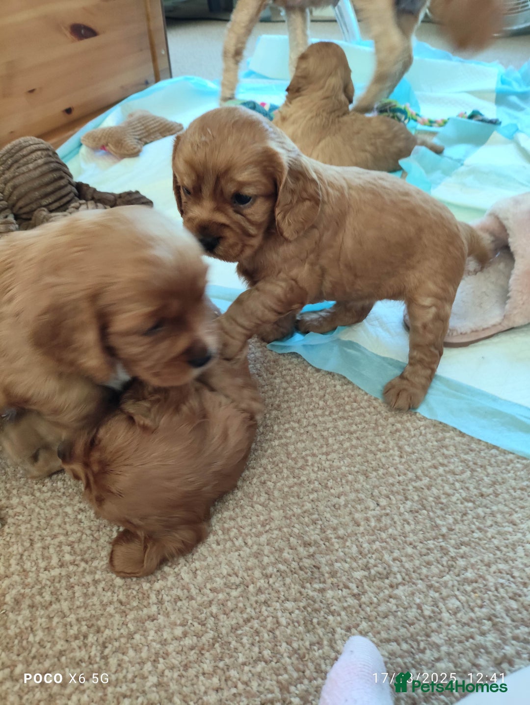 Cavapoo dogs for sale: F1B Cavapoo Red Puppies Males/Females - Image 7