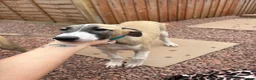 Lurcher dogs for sale: Lurcher puppy - Advert 3