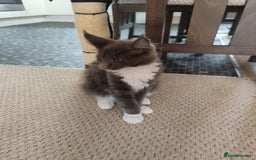 Maine Coon cats for sale: Three adorable Main kittens  - Image 6