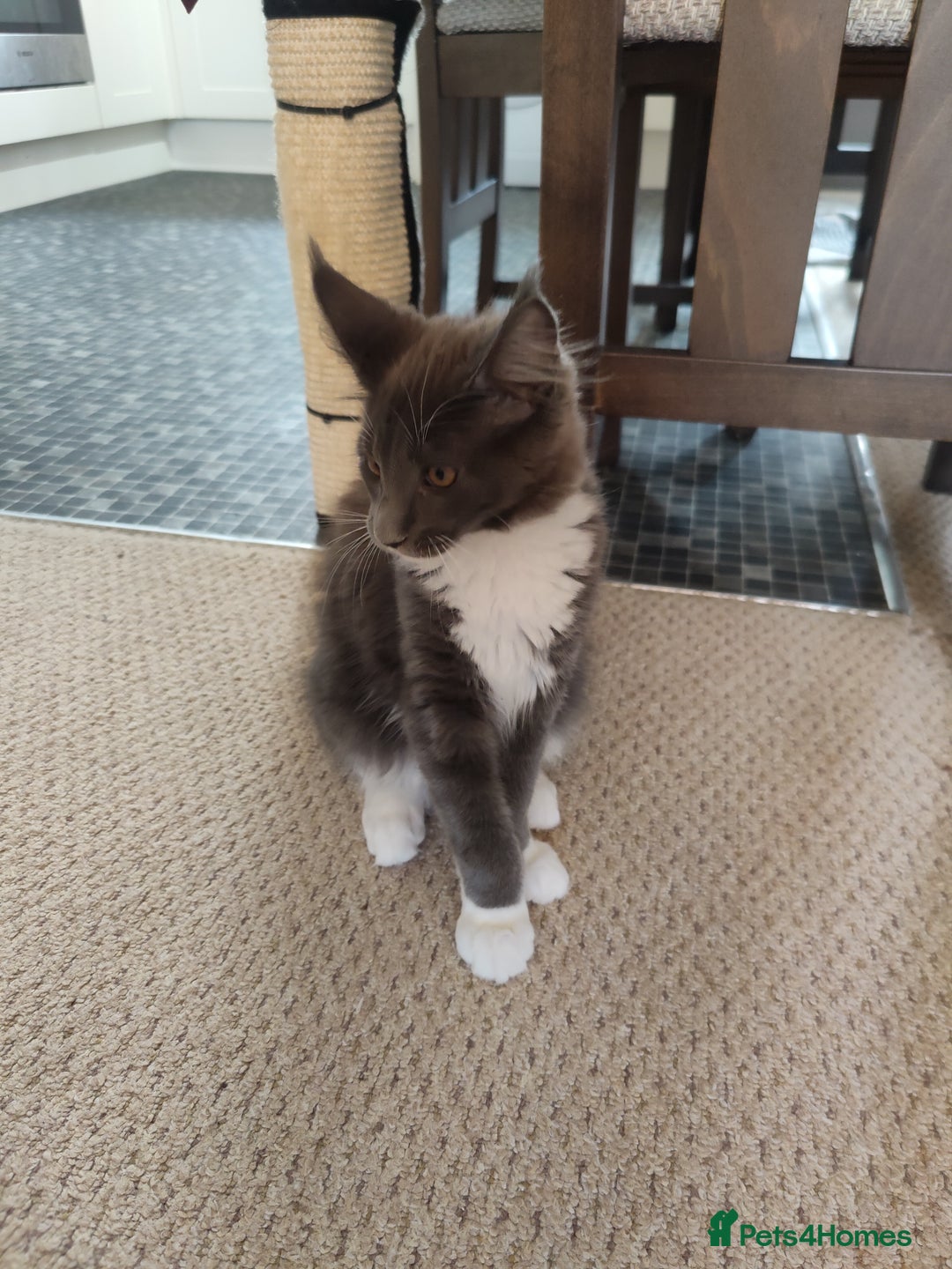 Maine Coon cats for sale: Three adorable Main kittens  - Image 6