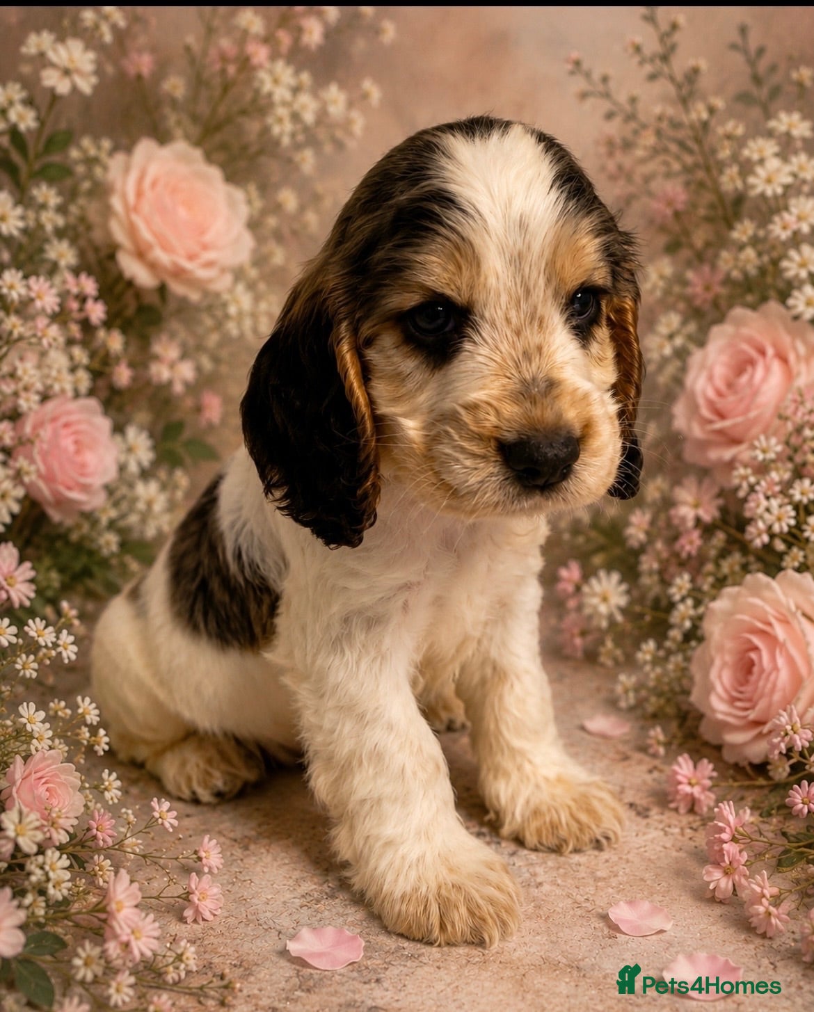 Cocker Spaniel dogs 🐶READY NOW 💝 Show type KC reg vaccinated - Advert 2