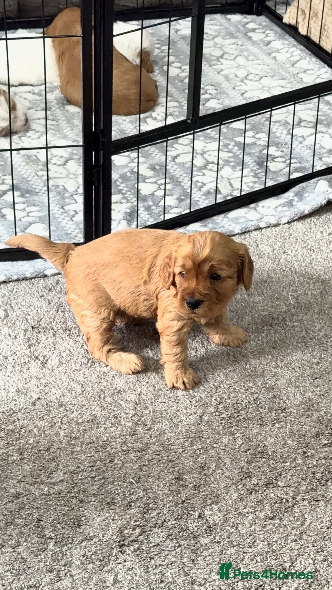 Mixed Breed dogs 3 Beautiful F1B Cavapoochon Girls - Advert 2