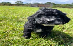 Cockapoo dogs for sale: F1 cockapoos - Image 9