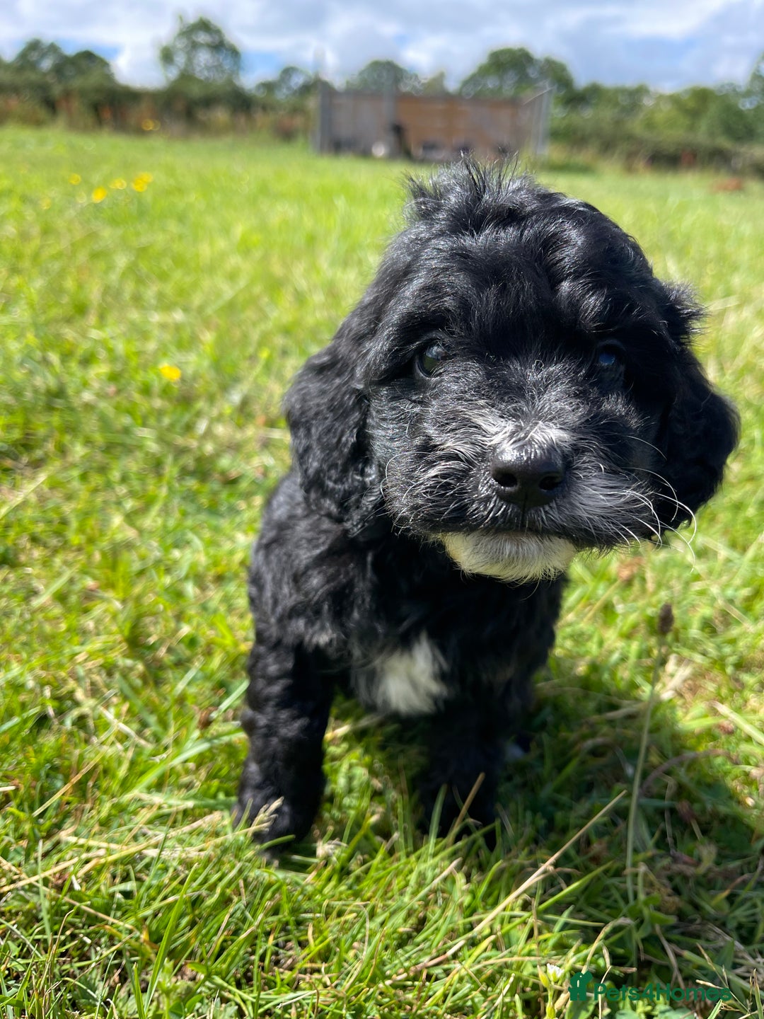 Cockapoo dogs for sale: F1 cockapoos - Image 9