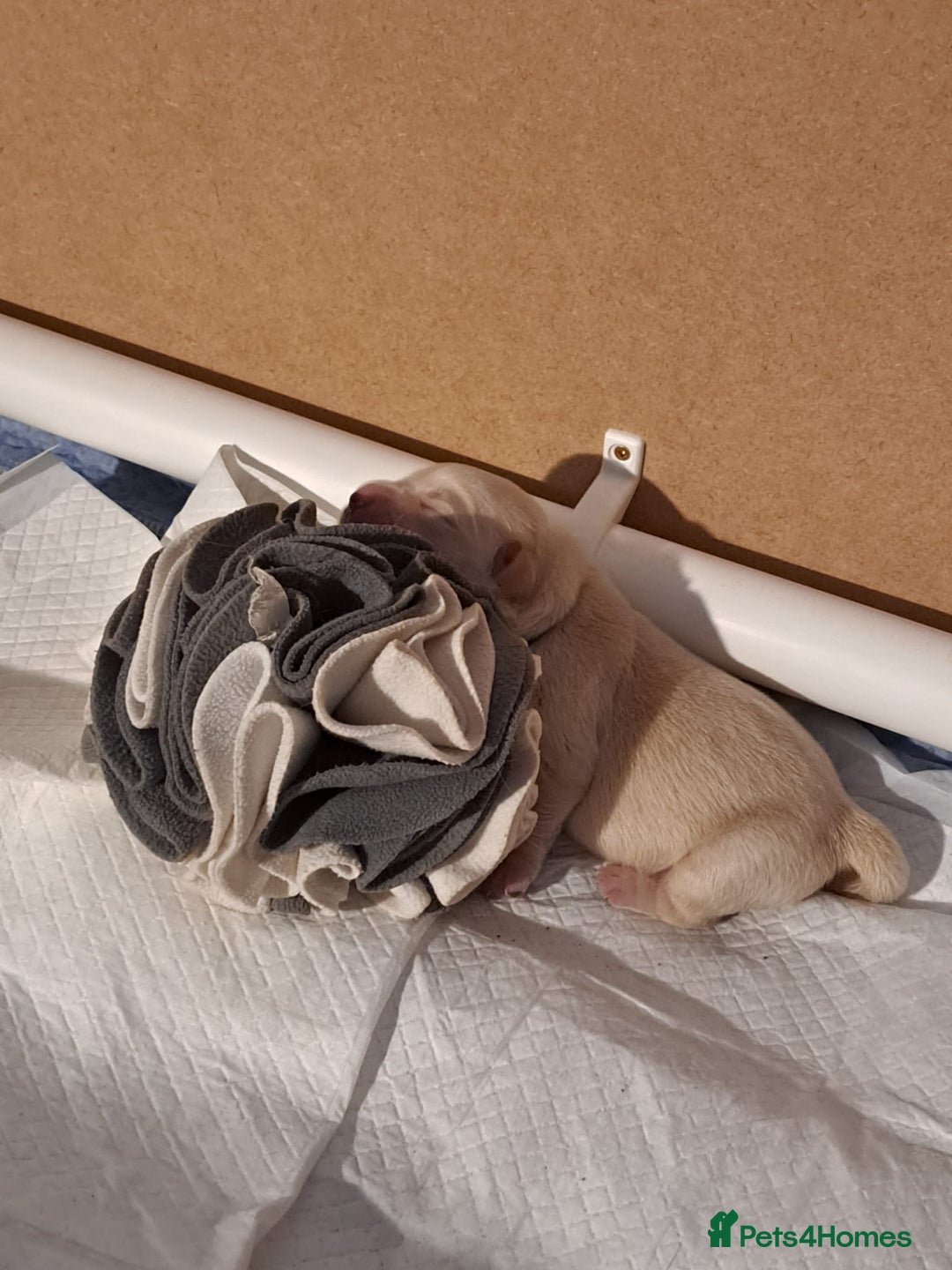 Golden Retriever dogs for sale: European bloodline GR puppies  - Advert 12