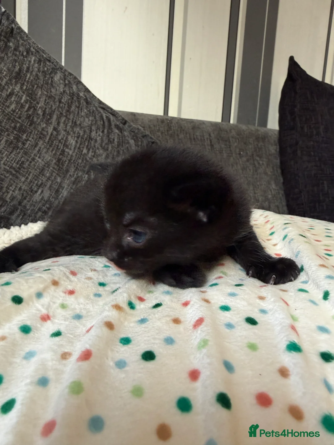 Domestic Shorthair cats for sale: ADORABLE KITTENS FOR SALE - READY SOON! - Advert 2
